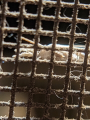 Parapediasia teterrellus