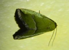 Ozarba nigroviridis