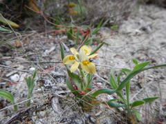 Moraea ciliata