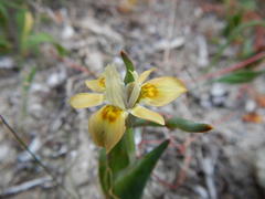 Moraea ciliata