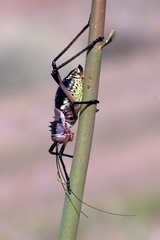 Acanthoplus longipes