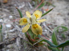 Moraea ciliata