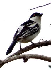 Dryoscopus cubla cubla