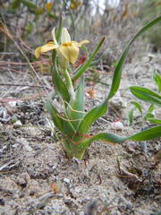 Moraea ciliata