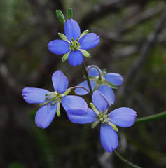 Heliophila linearis linearis