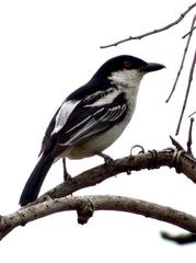 Dryoscopus cubla cubla