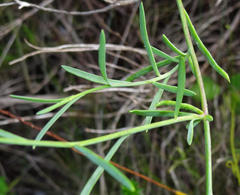 Heliophila linearis linearis