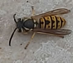 Vespula germanica