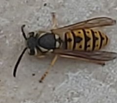 Vespula germanica