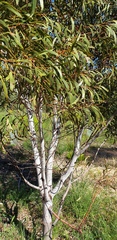 Acacia leiophylla