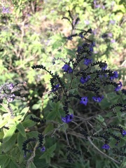Heliotropium arborescens