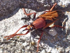 Asilus barbarus