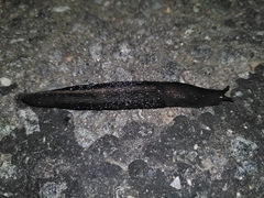 Limax cinereoniger