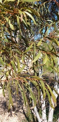 Acacia leiophylla