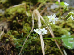 Heliosperma alpestre