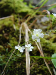 Heliosperma alpestre