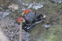 Neosarmatium australiense