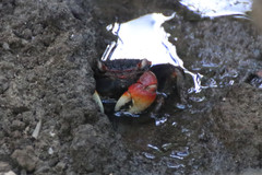 Neosarmatium australiense