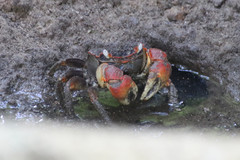 Neosarmatium australiense