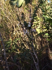 Leptospermum squarrosum