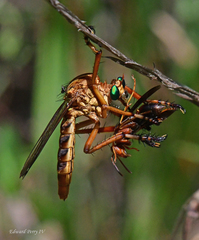 Diogmites crudelis