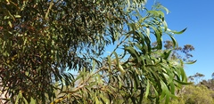 Acacia leiophylla