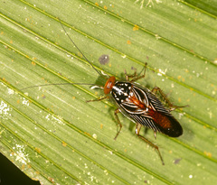 Euphyllodromia angustata