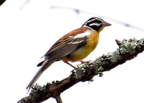Golden-breasted Bunting