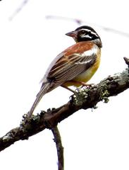 Emberiza flaviventris flaviventris