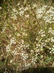 Pimpinella corymbosa