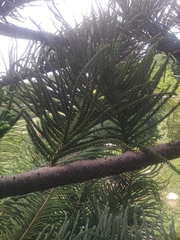 Eutacta