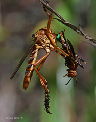 Diogmites crudelis