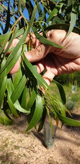 Acacia leiophylla