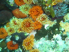 Pseudactinia flagellifera