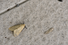 Spilarctia nydia