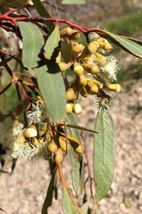 Eucalyptus calycogona