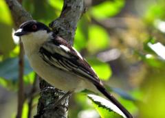 Dryoscopus cubla cubla