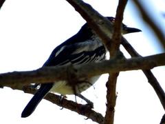 Dryoscopus cubla cubla