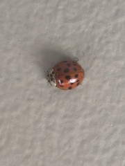 Harmonia axyridis