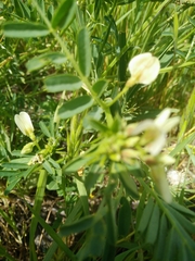Vicia basaltica