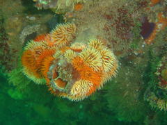 Pseudactinia flagellifera