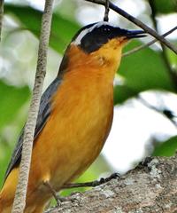 Cossypha heuglini heuglini