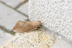 Lebeda nobilis