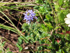 Phyllopodium cuneifolium