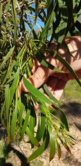 Acacia leiophylla
