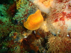 Pseudactinia flagellifera