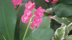 Apis mellifera