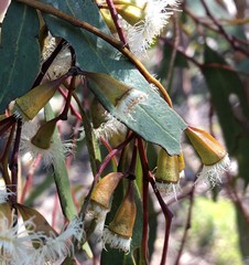 Eucalyptus calycogona
