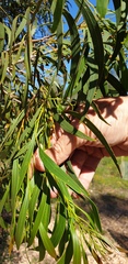 Acacia leiophylla