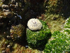 Siphonaria funiculata